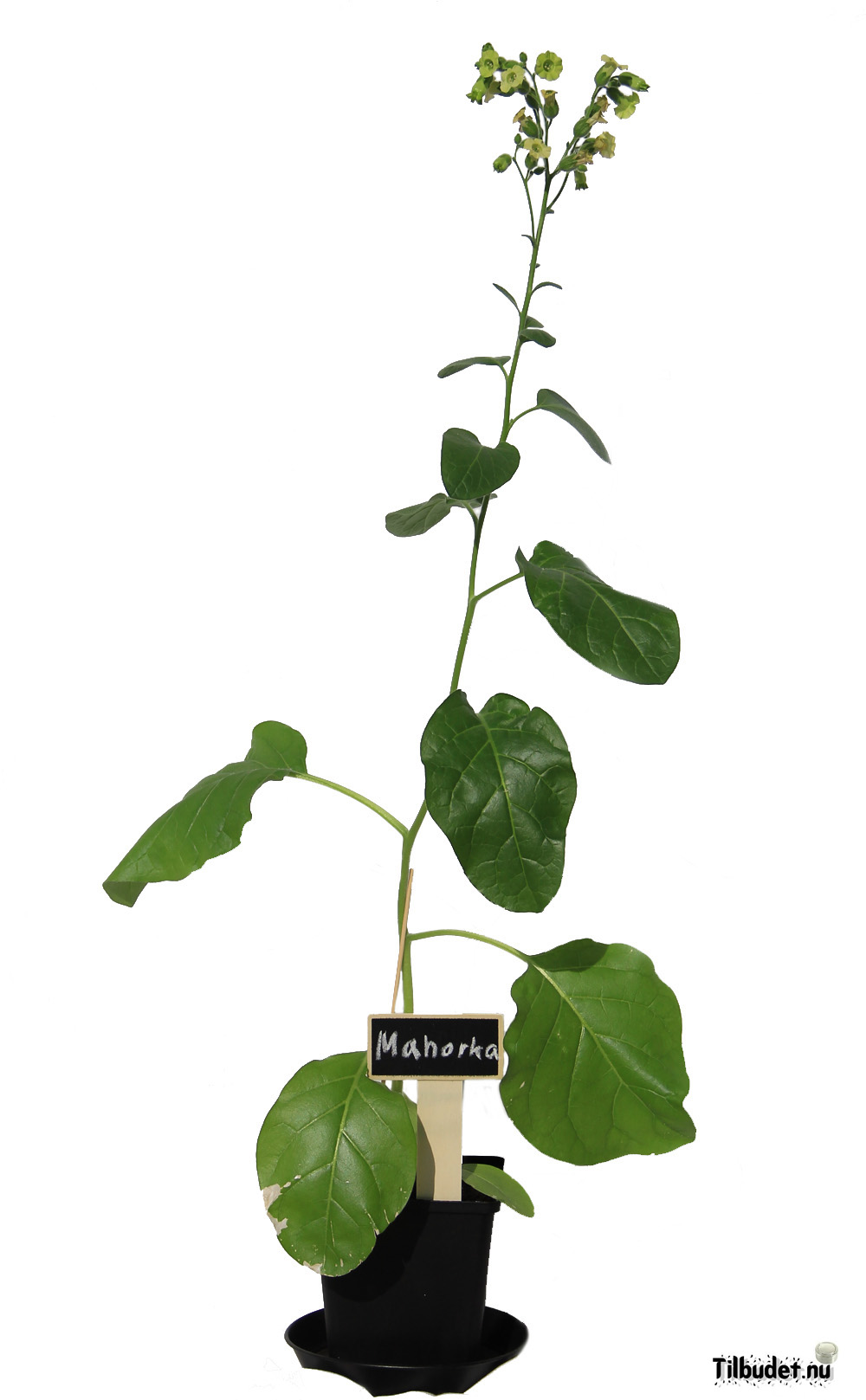 Tobaksfrö Mahorka Nicotiana Rustica